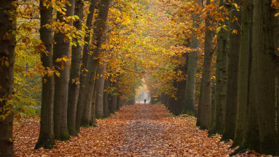 _MG_7961 Haagse bos.jpg