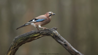 Garrulus Glandarius / Gaai / Eurasian Jay