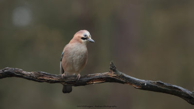 Garrulus Glandarius / Gaai / Eurasian Jay