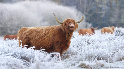 Schotse Hooglander /  Highland Cow