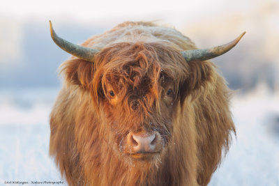 Bos taurus / Schotse Hooglander /  Highland Cow