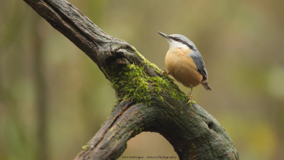 Sitta europaea / Boomklever / Nuthatch