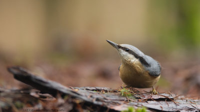 Sitta europaea / Boomklever / Nuthatch