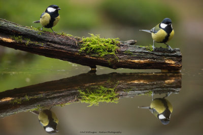 Parus Major / Koolmees / Great Tit