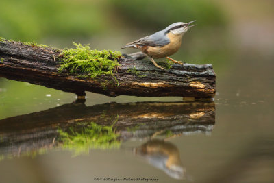 Sitta europaea / Boomklever / Nuthatch