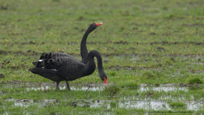 Cygnus atratus / Zwarte Zwaan / Black Swan