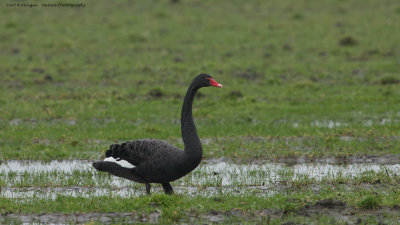 Cygnus atratus / Zwarte Zwaan / Black Swan