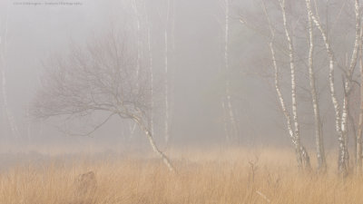 Trees in the mist