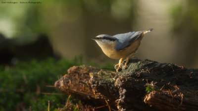 Sitta europaea / Boomklever / Nuthatch