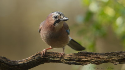 Garrulus Glandarius / Gaai / Eurasian Jay