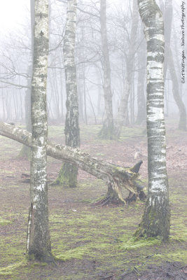 _Birches in the mist