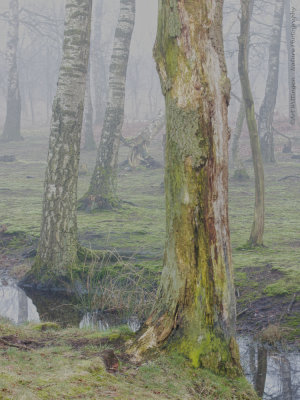 Misty birches
