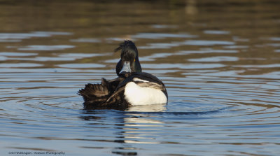 Aythya fuligula / Kuifeend / Tufted duck