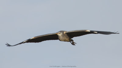 Ardea Cinerea / Blauwe Reiger / Grey Heron