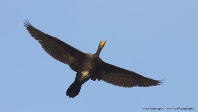 Phalacrocorax carbo / Aalscholver / Great Cormorant