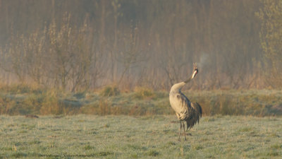 Grus grus / Kraanvogel / Crane