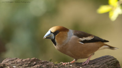 Coccothraustes coccothraustes / Appelvink / Hawfinch