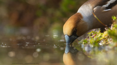 Coccothraustes coccothraustes / Appelvink / Hawfinch