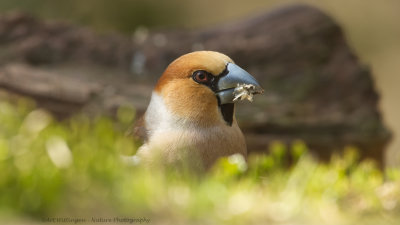 Coccothraustes coccothraustes / Appelvink / Hawfinch