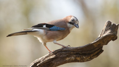 Garrulus Glandarius / Gaai / Eurasian Jay