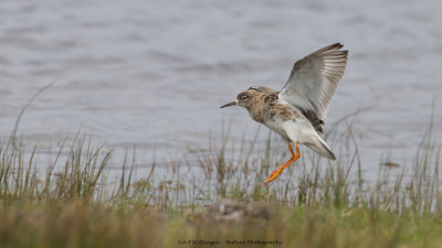 Philomachus pugnax / Kemphaan / Ruff