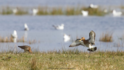 Limosa limosa / Grutto / Black-tailed Godwit