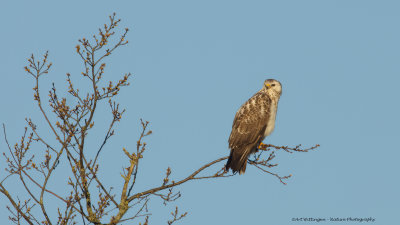 Buteo buteo / Buizerd / Common buzzard