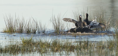 Fulica Atra / Meerkoet / Eurasian Coot