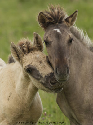 Konikpaard / Konik