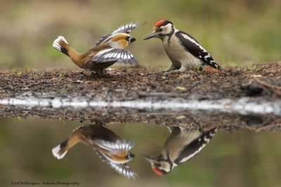 _MG_0013-Appelvink  en Grote Bonte Specht.jpg