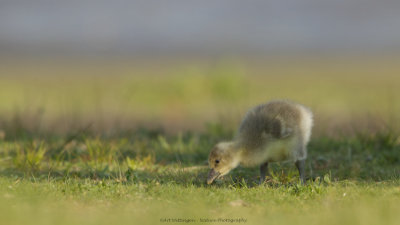 Anser anser / Grauwe gans / Greylag Goose