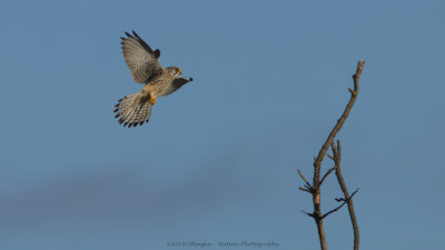 Falco Tinnunculus / Torenvalk / Kestrel