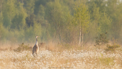 Grus grus / Kraanvogel / Crane