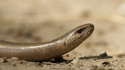 Anguis fragilis / Hazelworm / Slow Worm