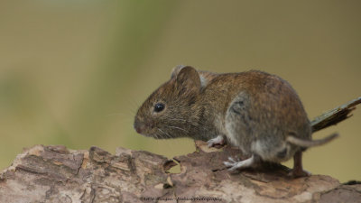 _MG_8809-Rosse woelmuis.jpg