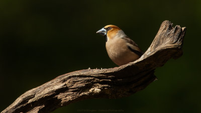 _MG_8916-Appelvink.jpg