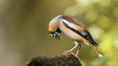 _MG_8964-Appelvink.jpg