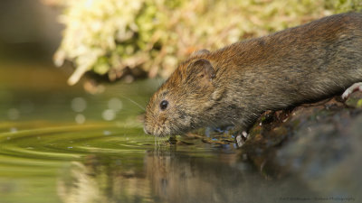 _MG_9050-Rosse Woelmuis.jpg