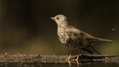 _MG_9095-Grote Lijstger.jpg