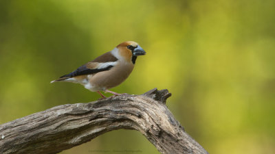 _MG_9223-Appelvink.jpg