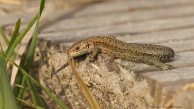 Levendbarende hagedis / Common Lizard