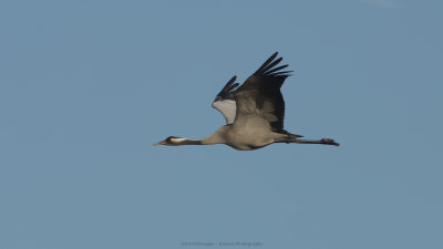 Grus grus / Kraanvogel / Crane