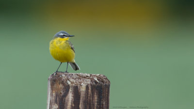 Motacilla flava / Gele kwikstaart / Blue-headed Wagtail