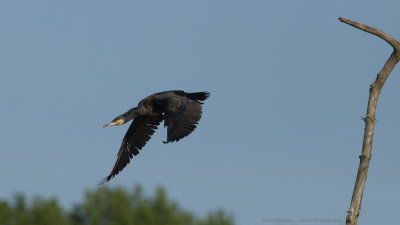 Phalacrocorax carbo / Aalscholver / Great Cormorant