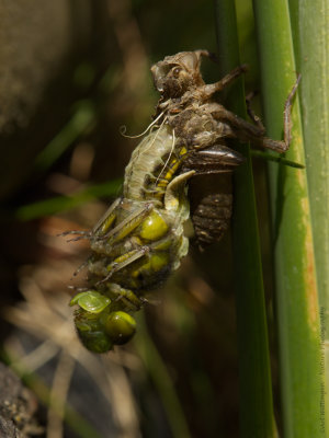 _MG_0981-Platbuik.jpg