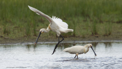 Platalea Leucorodia / Lepelaar / Eurasian Spoonbill