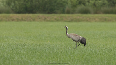 Grus grus / Kraanvogel / Crane