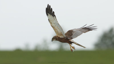 Circus Aeruginosus / Bruine Kiekendief / Western Marsh Harrier