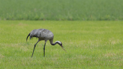 Grus grus / Kraanvogel / Crane