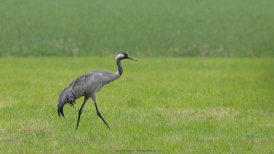 Grus grus / Kraanvogel / Crane